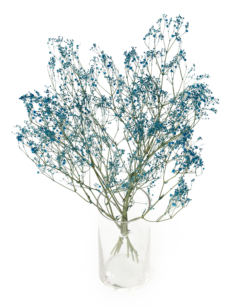 【ドライ】カスミソウ(染め)ブルー　品種おまかせの全体写真のアップ