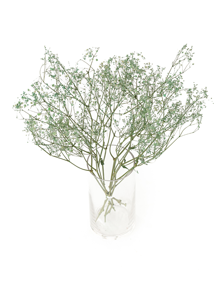 【ドライ】カスミソウ(染め)グリーン　品種おまかせの全体写真のアップ