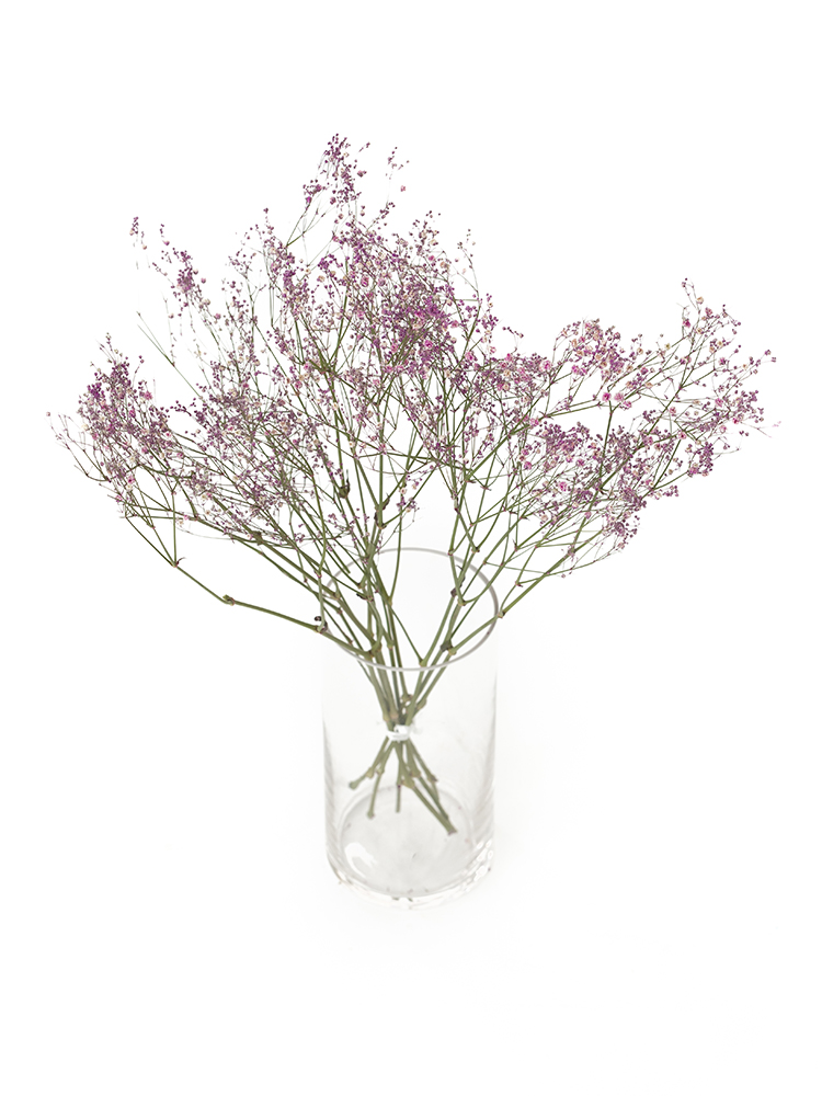 【ドライ】カスミソウ(染め)ピンク　品種おまかせの全体写真のアップ