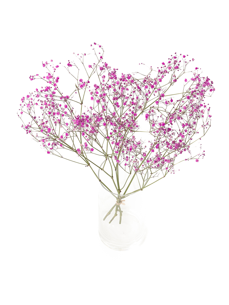 【ドライ】カスミソウ(染め)ピンク　品種おまかせの全体写真のアップ