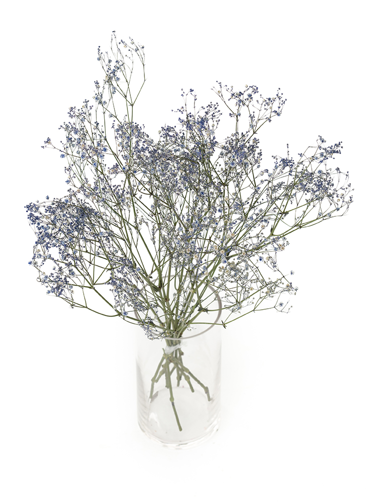 【ドライ】カスミソウ(染め)ラベンダー　品種おまかせの全体写真のアップ