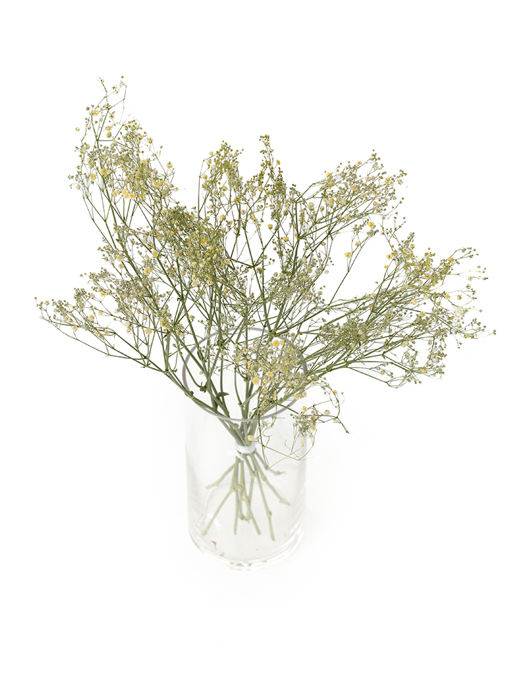 【ドライ】カスミソウ(染め)イエロー　品種おまかせの全体写真のアップ