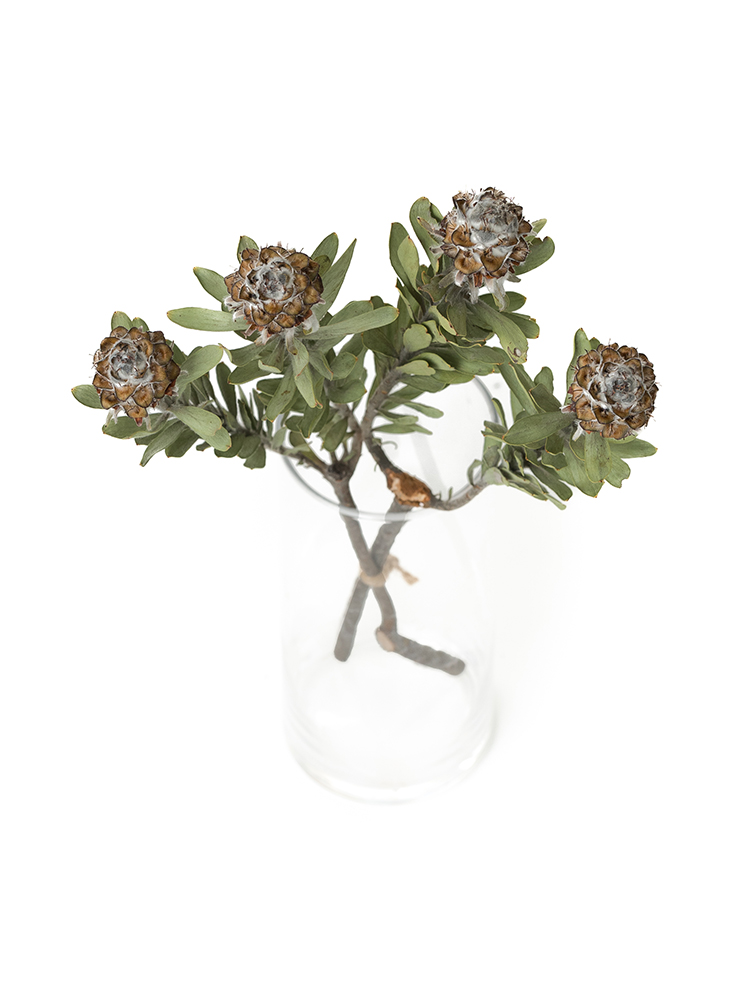 【ドライ】リューカデンドロン　ビューベセンスの全体写真のアップ