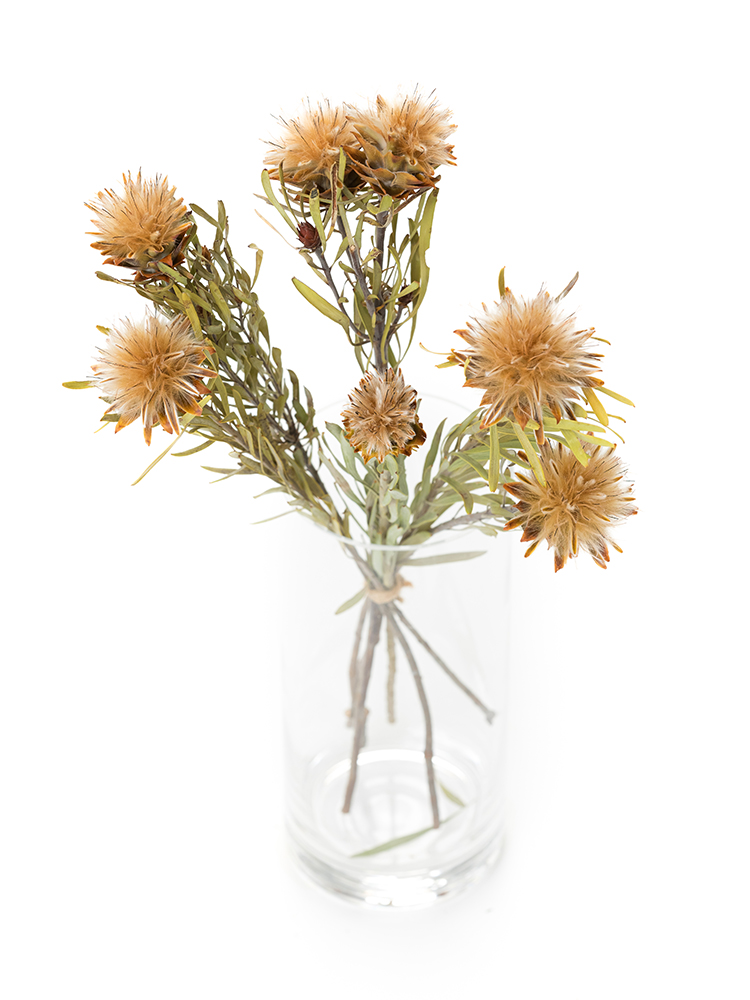 【ドライ】リューカデンドロン プルモサスの全体写真のアップ