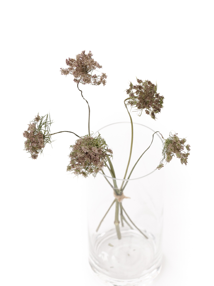 【ドライ】レースフラワー　ダウカスボルドーの全体写真のアップ