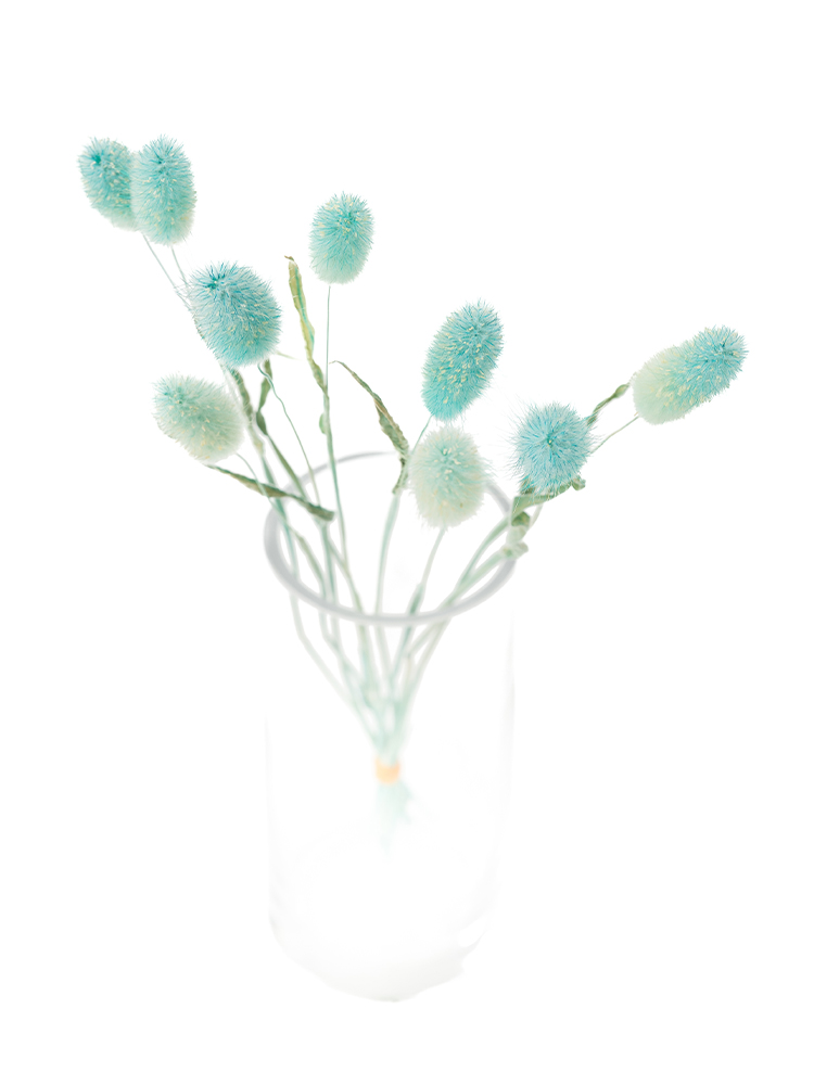 【ドライ】ラグラス(ブルー)　品種おまかせの全体写真のアップ