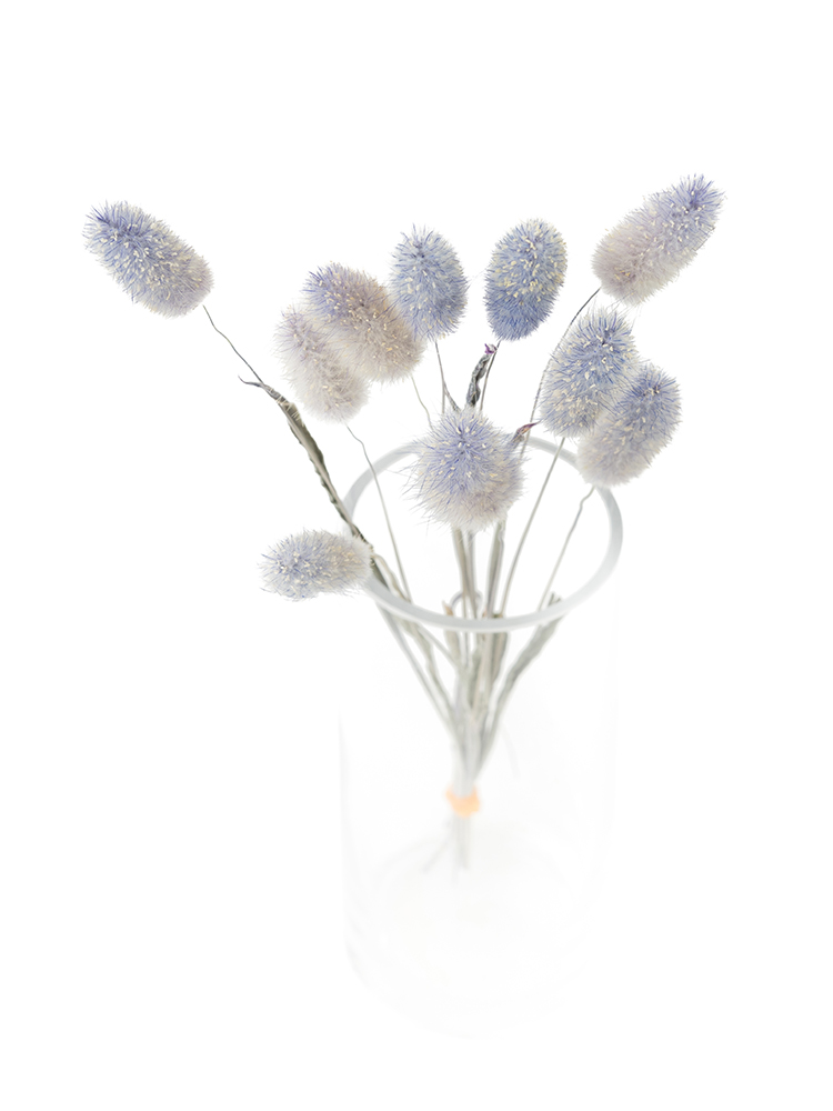 【ドライ】ラグラス(ラベンダー)　品種おまかせの全体写真のアップ