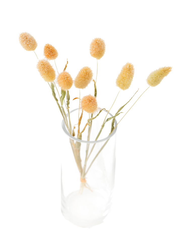 【ドライ】ラグラス(オレンジ)　品種おまかせの全体写真のアップ