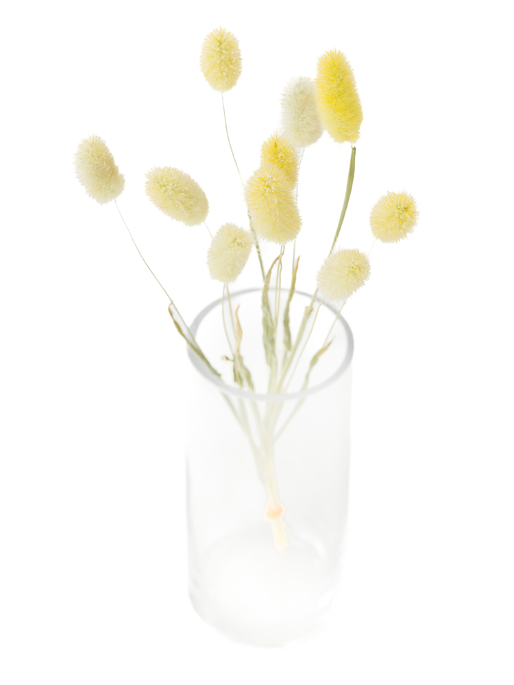 【ドライ】ラグラス(黄)　品種おまかせの全体写真のアップ