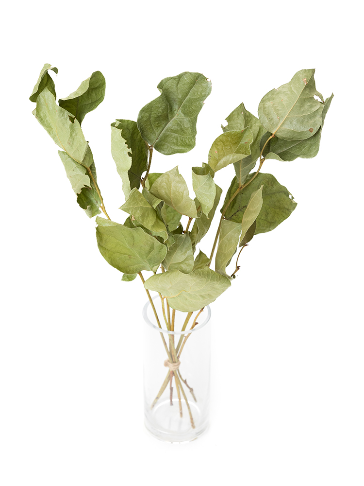 【ドライ】レモンリーフ　チップスの全体写真のアップ