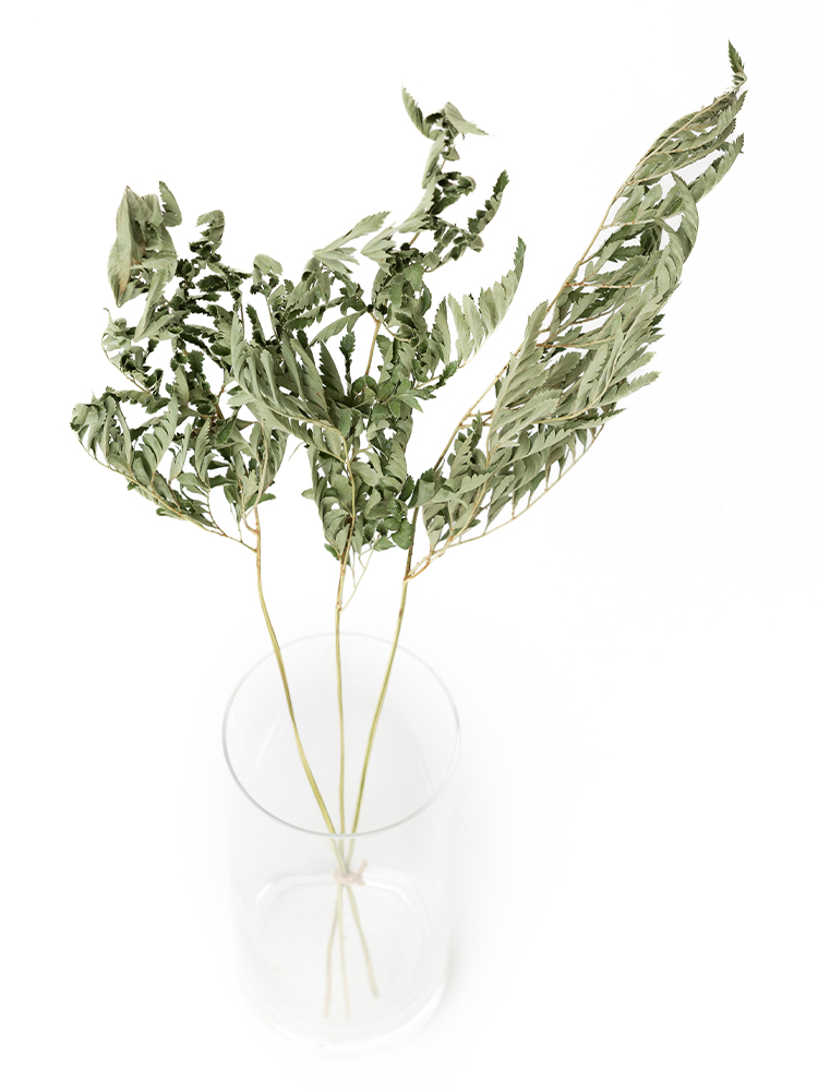 【ドライ】レザーファン(緑)　品種おまかせの全体写真のアップ