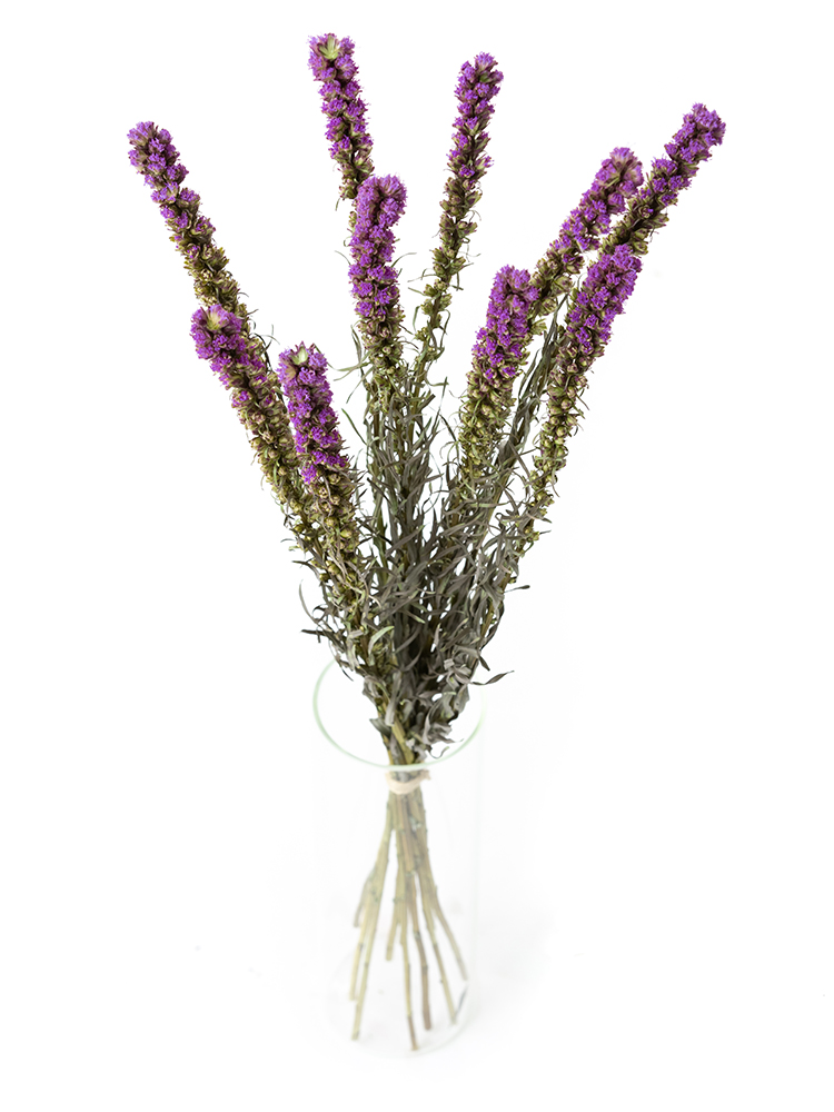 【ドライ】リアトリス　品種おまかせ(紫)の全体写真のアップ