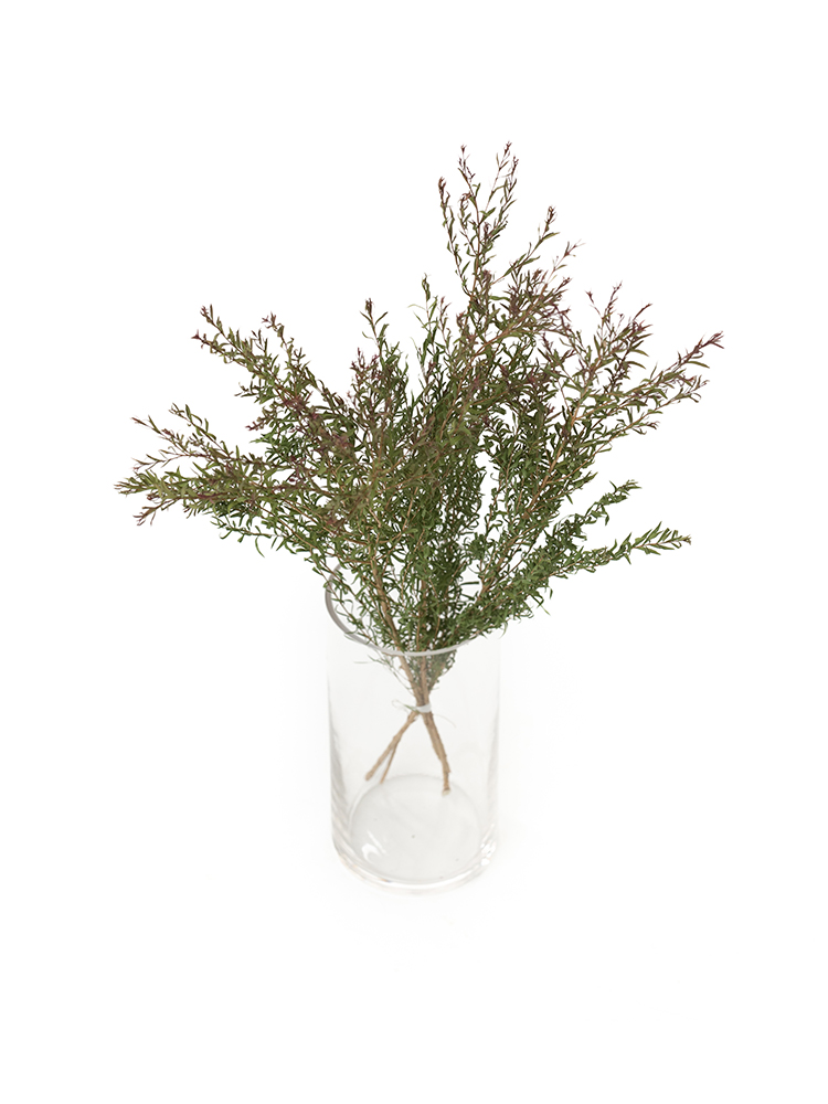 【ドライ】メラレウカ　レッドジェムの全体写真のアップ