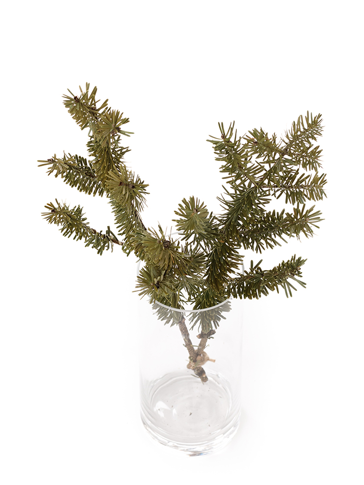 【ドライ】モミ枝の全体写真のアップ