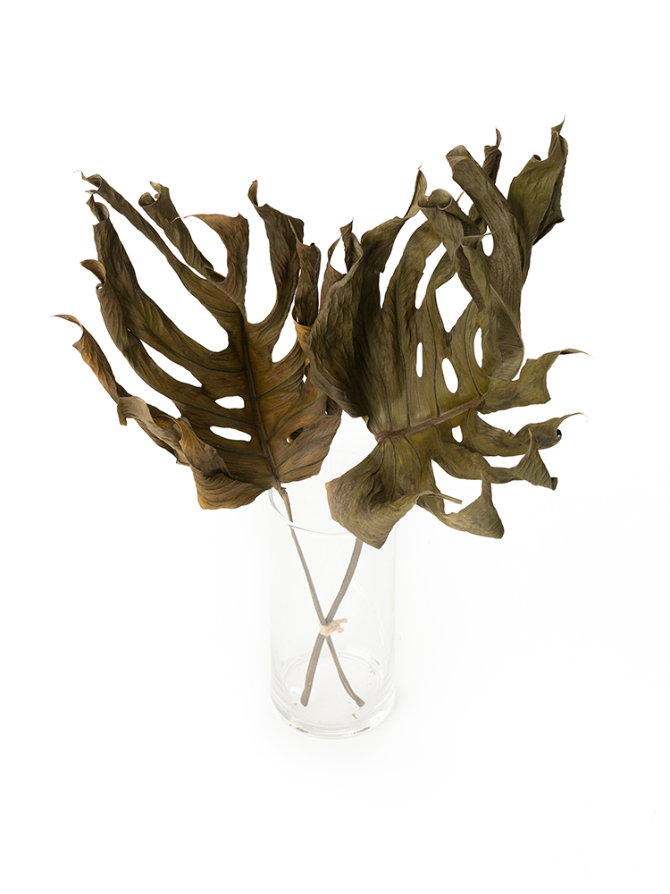 【ドライ】モンステラ(緑) 品種おまかせの全体写真のアップ