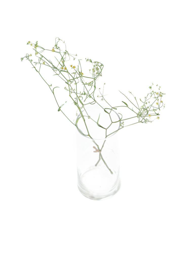 【ドライ】ミシマサイコの全体写真のアップ