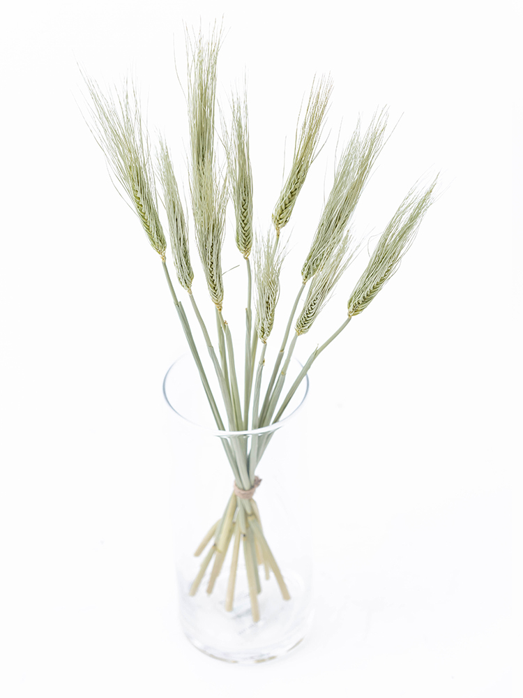 【ドライ】麦　品種おまかせ(緑)の全体写真のアップ
