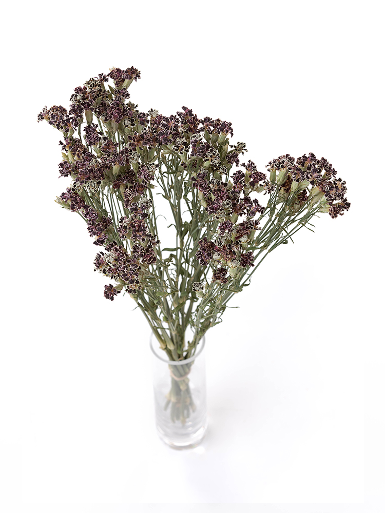 【ドライ】ナデシコ(ダイアンサス)　ブラックジャックの全体写真のアップ