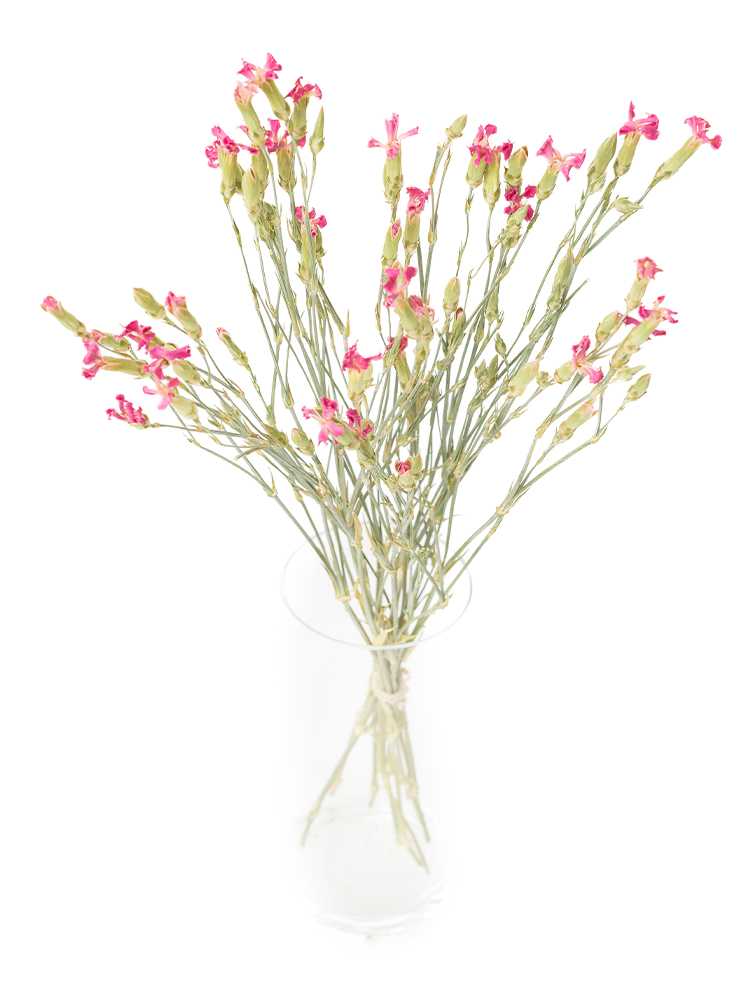 【ドライ】ナデシコ(ダイアンサス)の全体写真のアップ