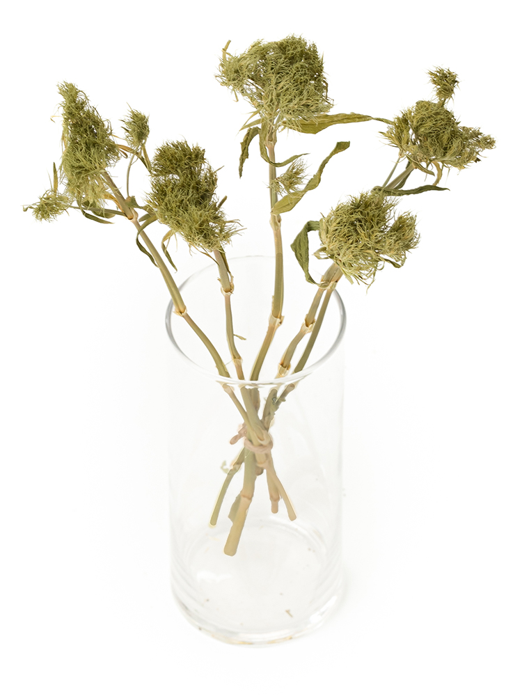 【ドライ】ナデシコ(ダイアンサス) てまり草の全体写真のアップ