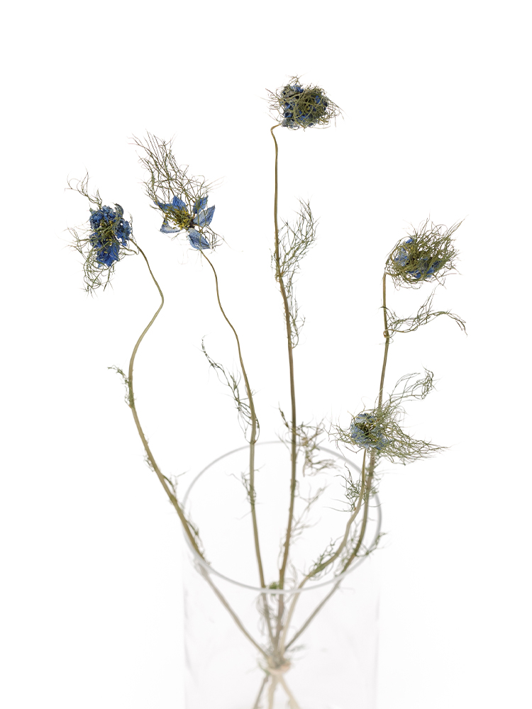 【ドライ】ニゲラ(青)　品種おまかせの全体写真のアップ