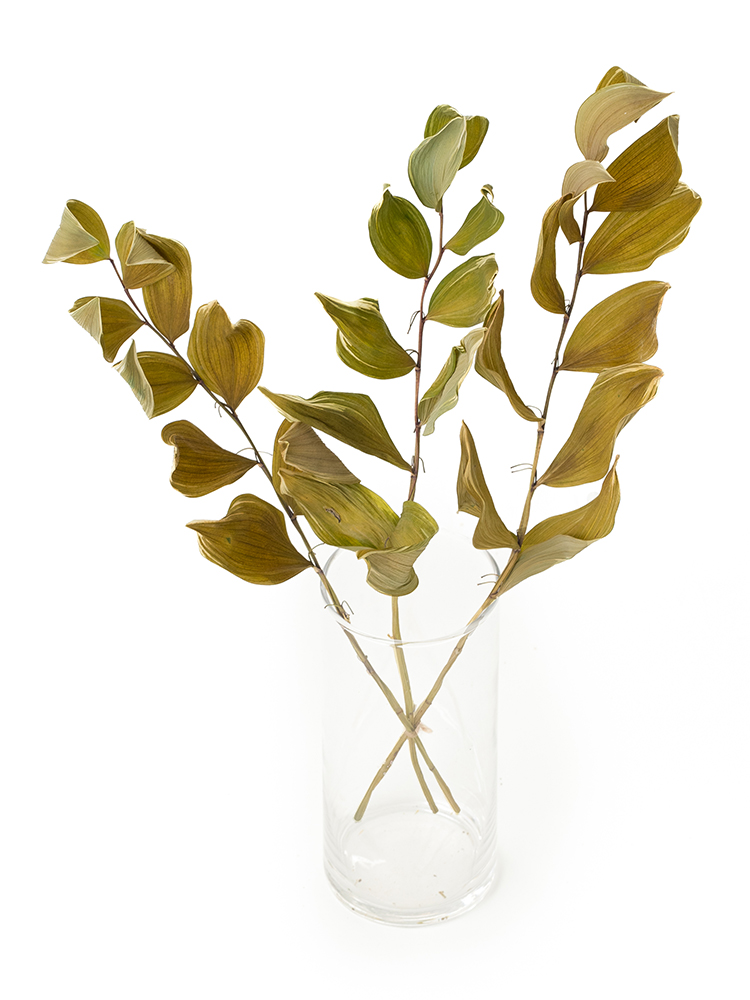 【ドライ】ナルコラン(緑) 品種おまかせの全体写真のアップ