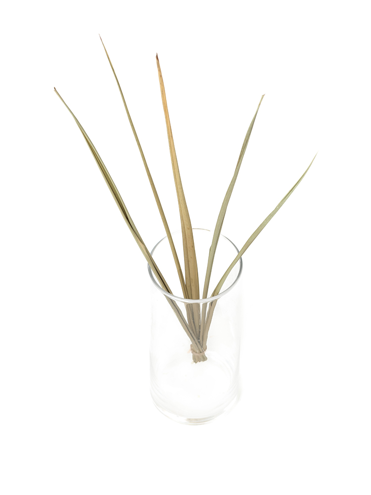 【ドライ】ニューサイラン(緑)　品種おまかせの全体写真のアップ