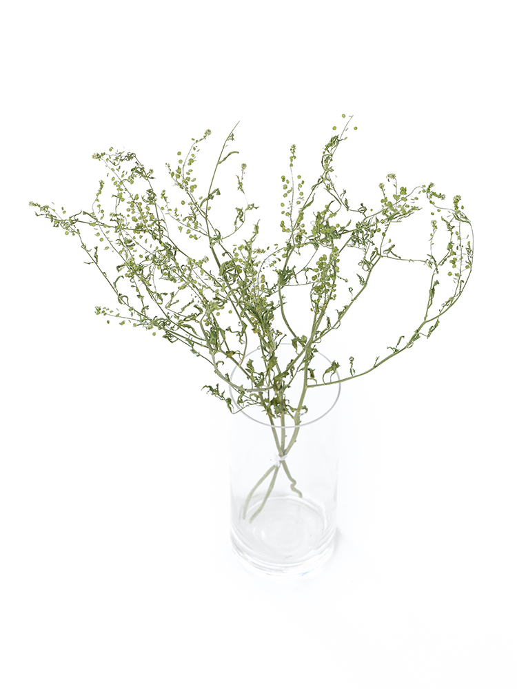 【ドライ】ナズナ　タラスピの全体写真のアップ