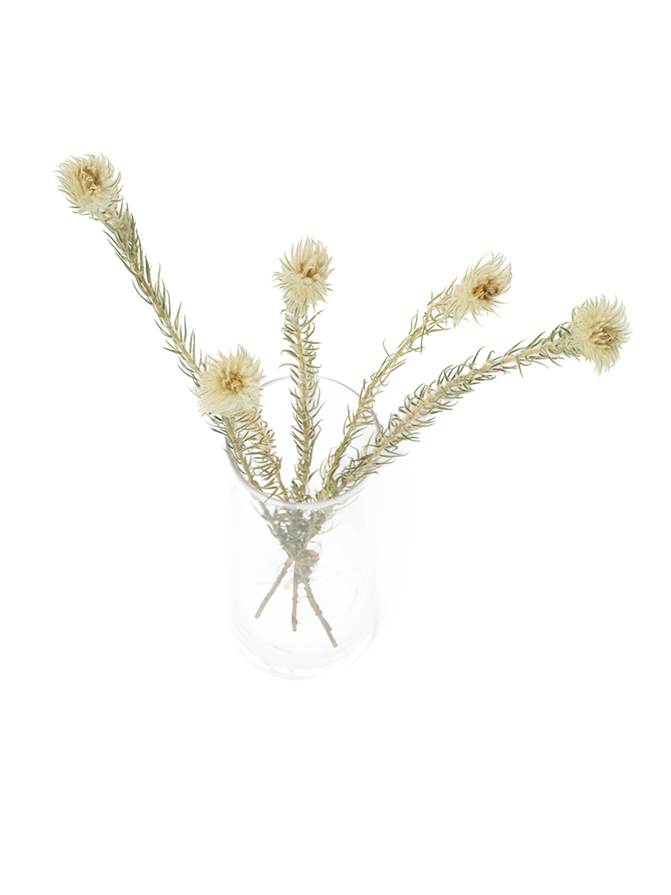 【ドライ】フィリカ　プルモーサの全体写真のアップ