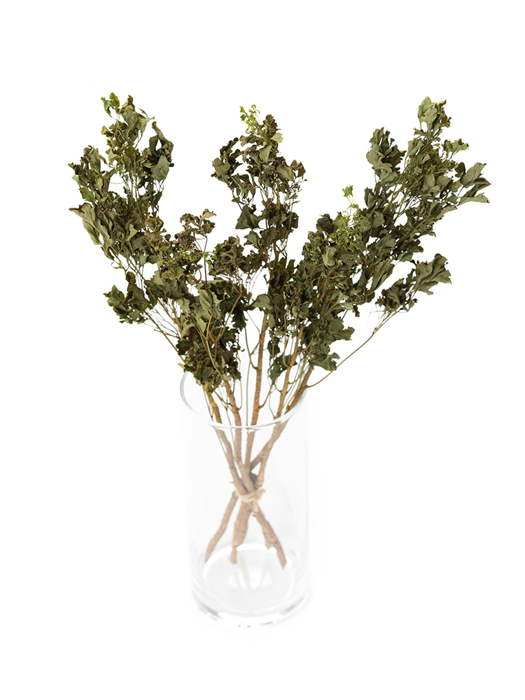 【ドライ】ポリシャス　品種おまかせ(緑)の全体写真のアップ