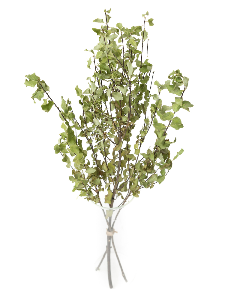 【ドライ】ピットスポラム　ピットスポラムの全体写真のアップ