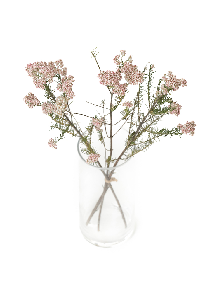 【ドライ】ライスフラワー(ピンク)　品種おまかせの全体写真のアップ