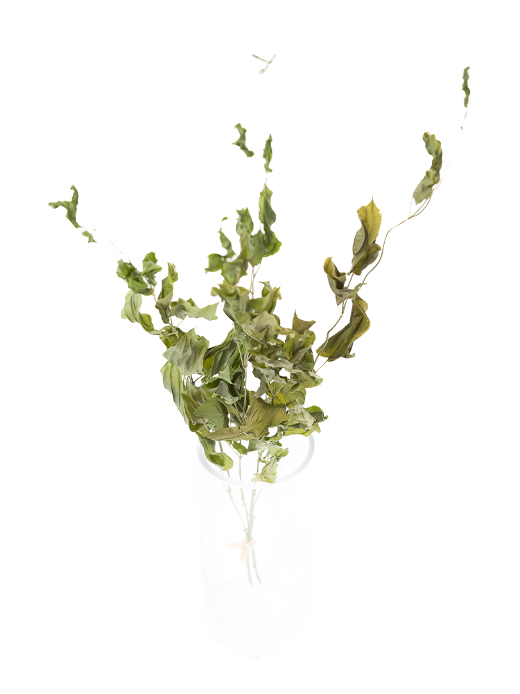 【ドライ】リキュウソウ(緑)　品種おまかせの全体写真のアップ