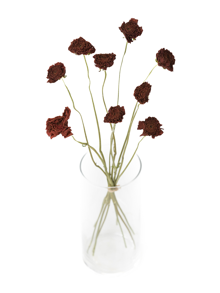 【ドライ】ラナンキュラス 茜てまりの全体写真のアップ