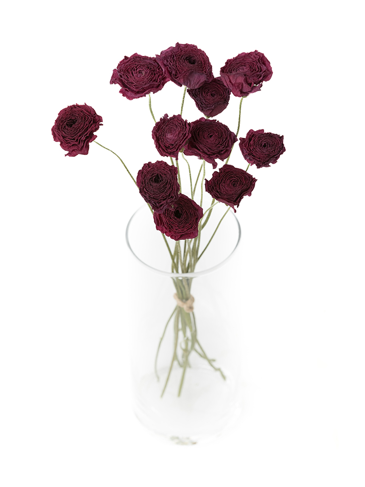 【ドライ】ラナンキュラス　紅てまりの全体写真のアップ