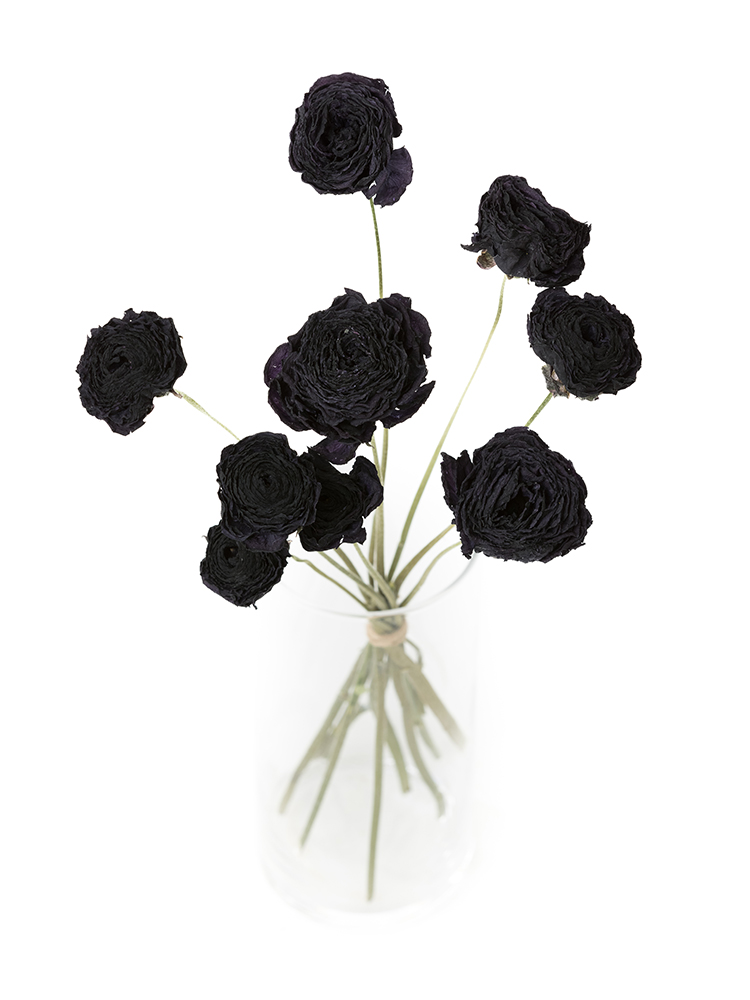 【ドライ】ラナンキュラス ギルタブの全体写真のアップ