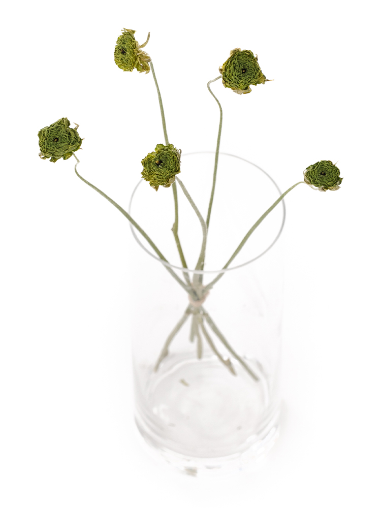 【ドライ】ラナンキュラス(緑)　品種おまかせの全体写真のアップ