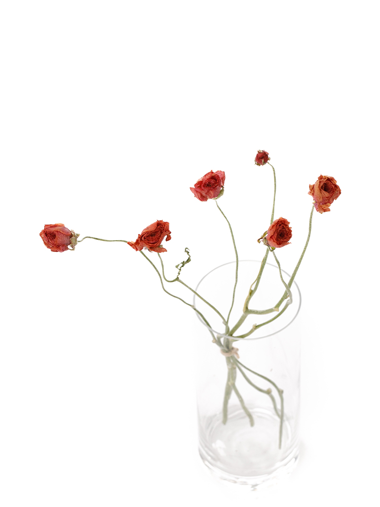 【ドライ】ラナンキュラス(赤)　品種おまかせの全体写真のアップ