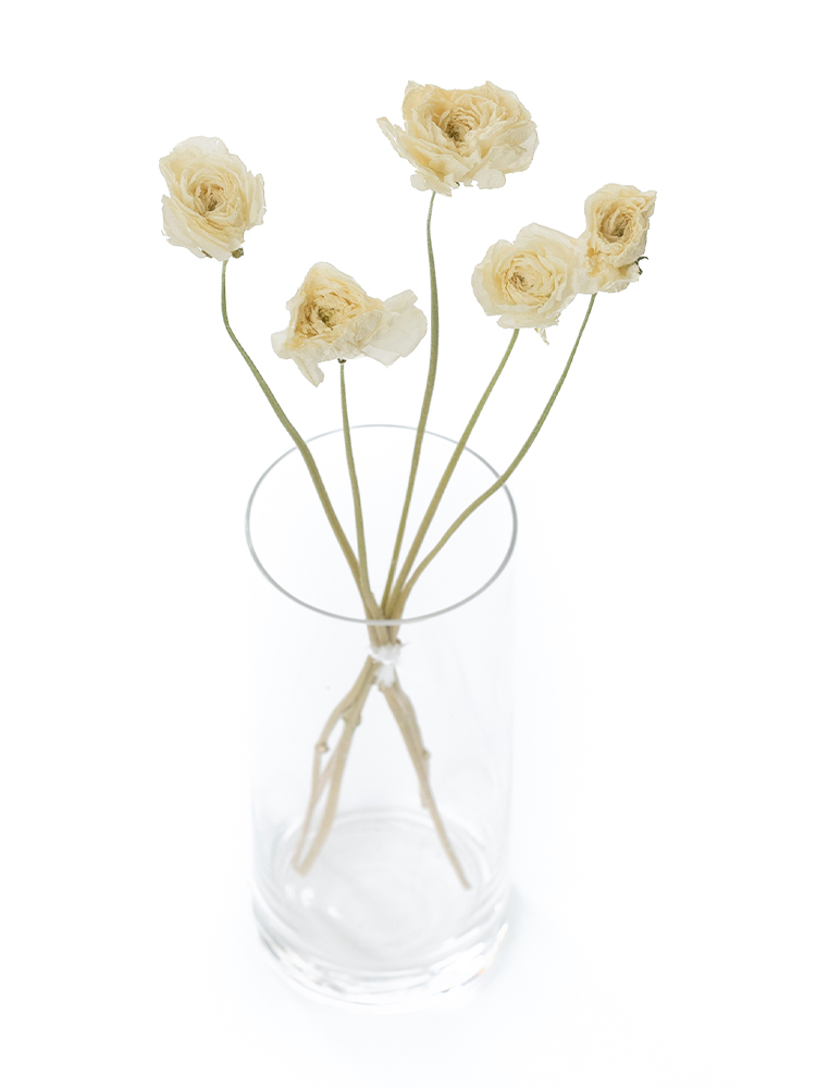 【ドライ】ラナンキュラス(白)　品種おまかせの全体写真のアップ