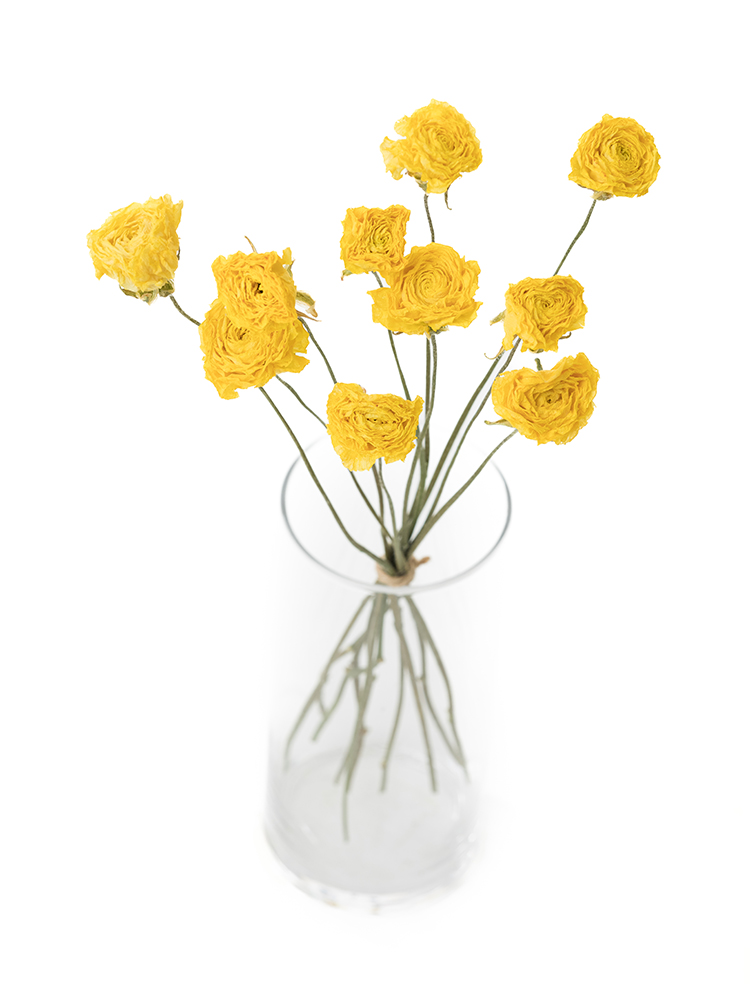 【ドライ】ラナンキュラス(黄)　品種おまかせ