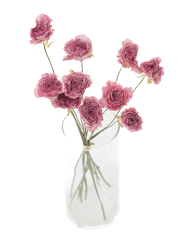 【ドライ】ラナンキュラス パルマドールの全体写真のアップ