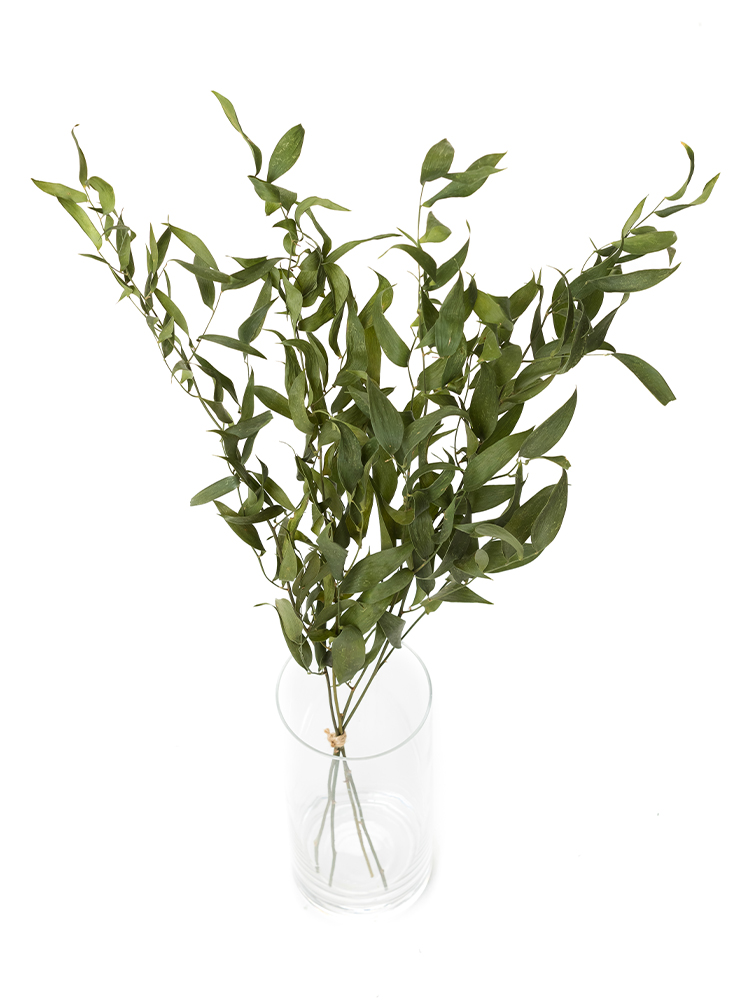 【ドライ】ルスカス イタリアンルスカスの全体写真のアップ