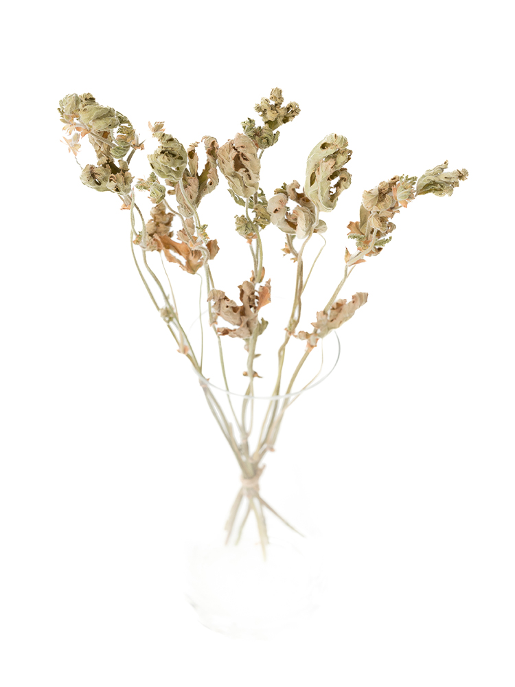 【ドライ】ローズゼラニウム(緑)　品種おまかせの全体写真のアップ