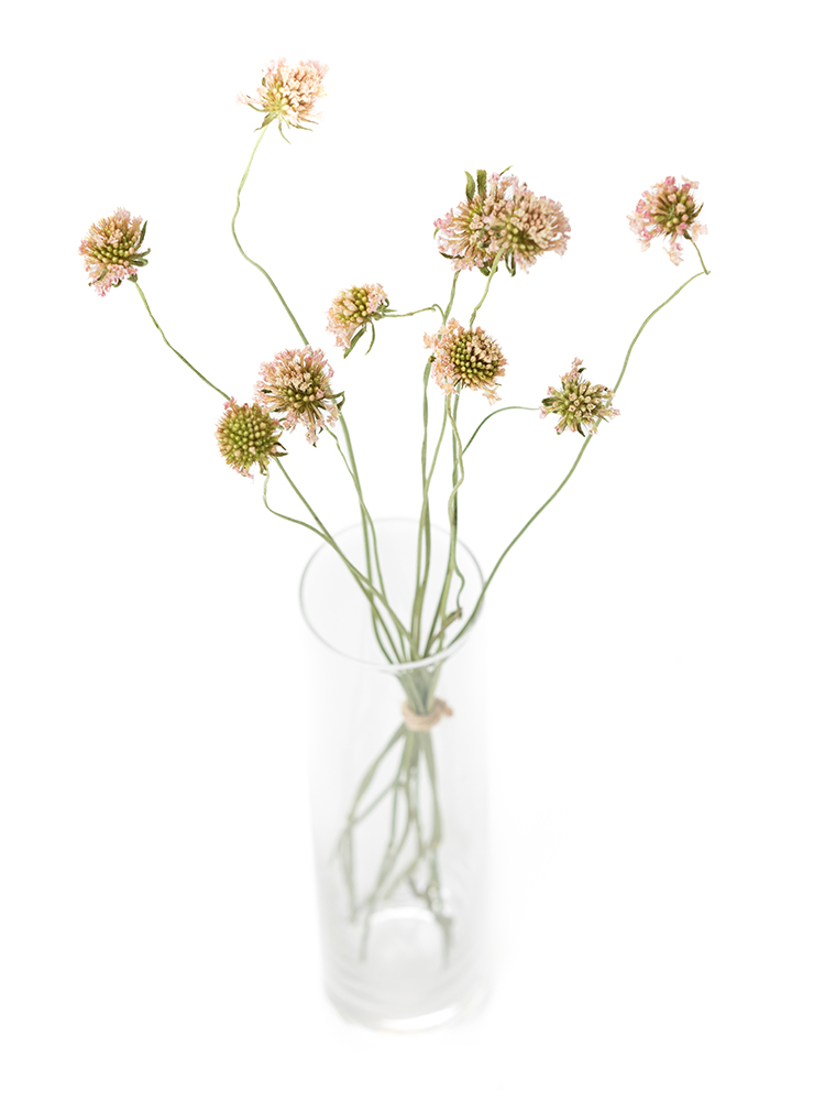 【ドライ】スカビオサ　ライトピンクの全体写真のアップ