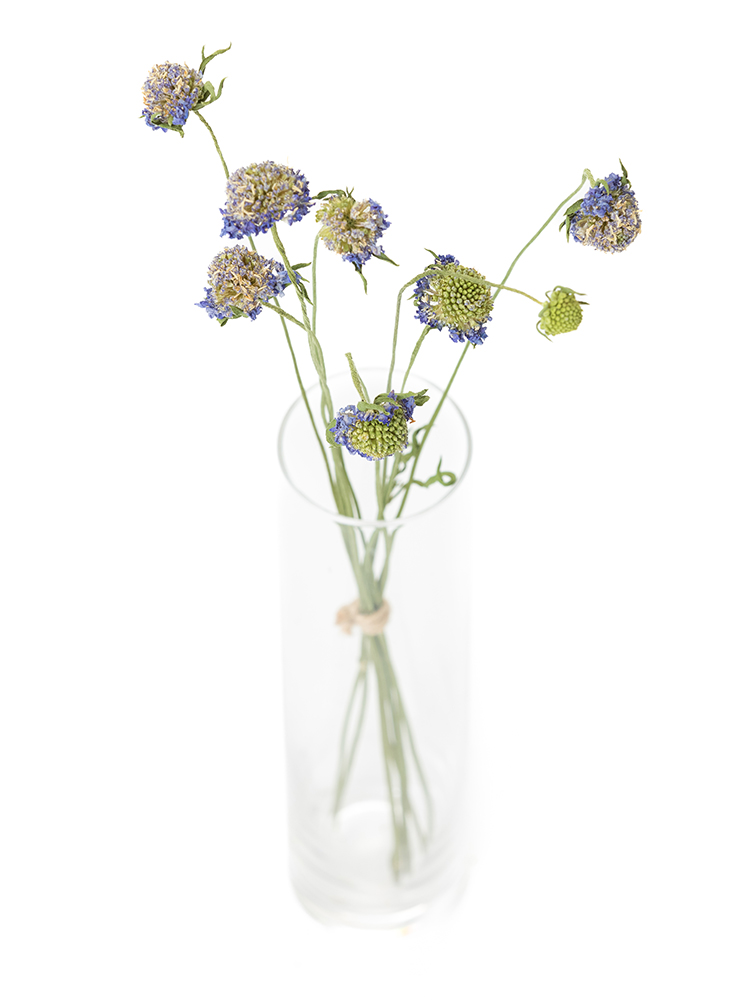 【ドライ】スカビオサ ラベンダースクープの全体写真のアップ