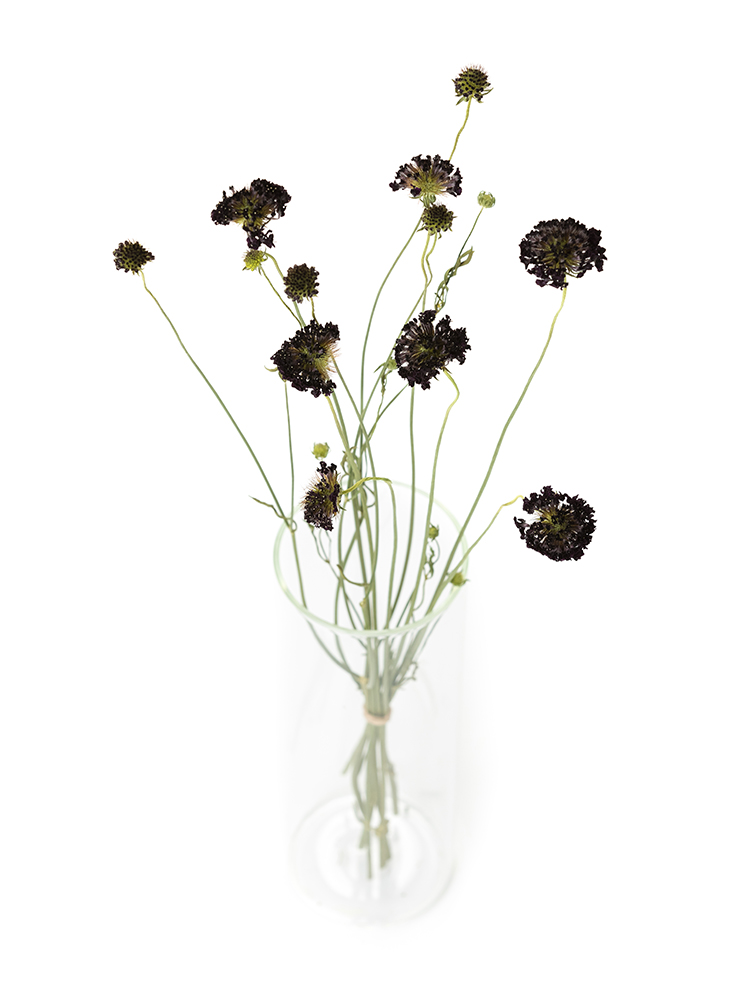 【ドライ】スカビオサ レッドベルベットスクープの全体写真のアップ