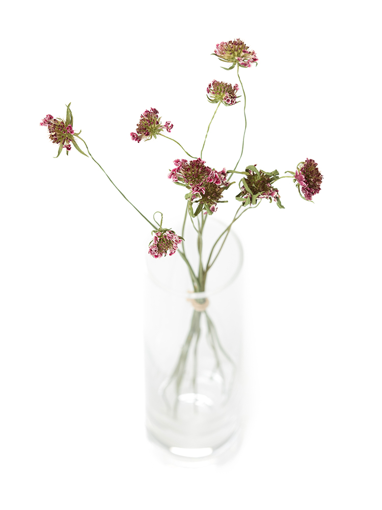 【ドライ】スカビオサ　ヴィヴィアンの全体写真のアップ