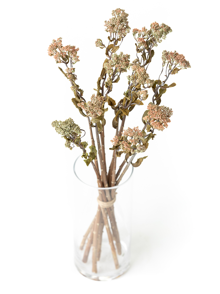 【ドライ】セダム　品種おまかせ(ピンク)の全体写真のアップ