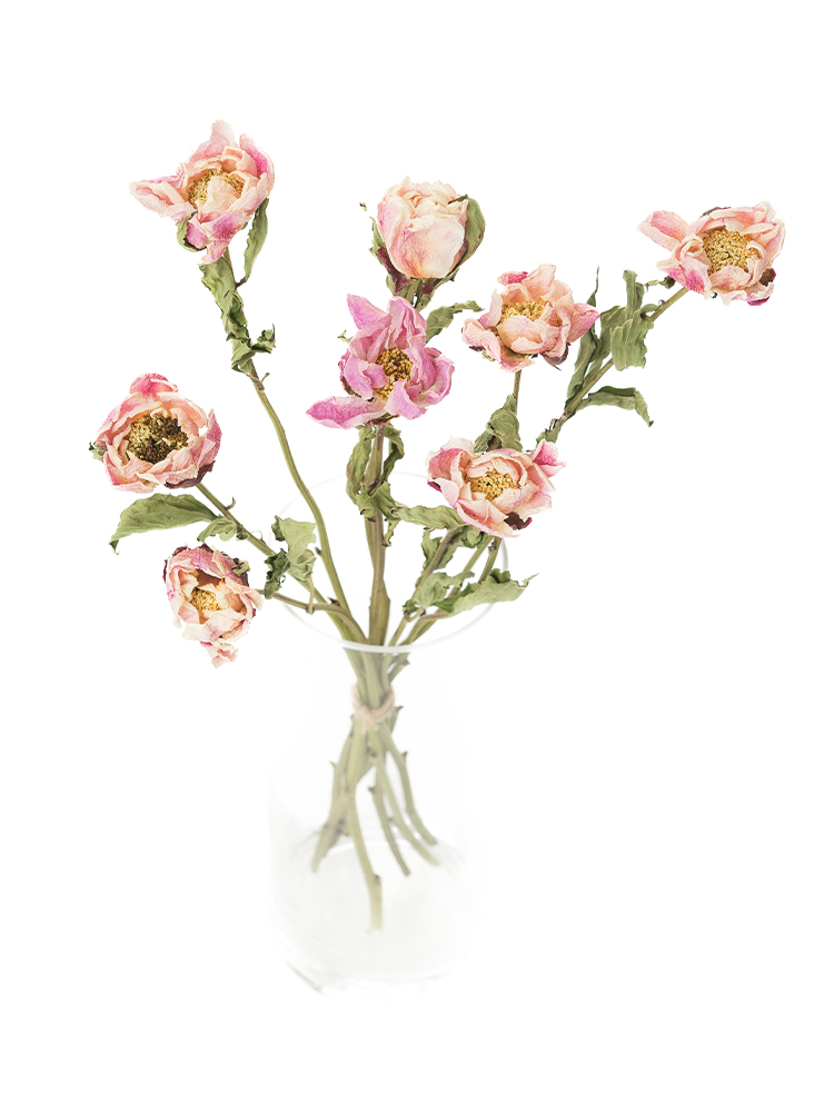 【ドライ】シャクヤク(一重咲き)　品種おまかせの全体写真のアップ