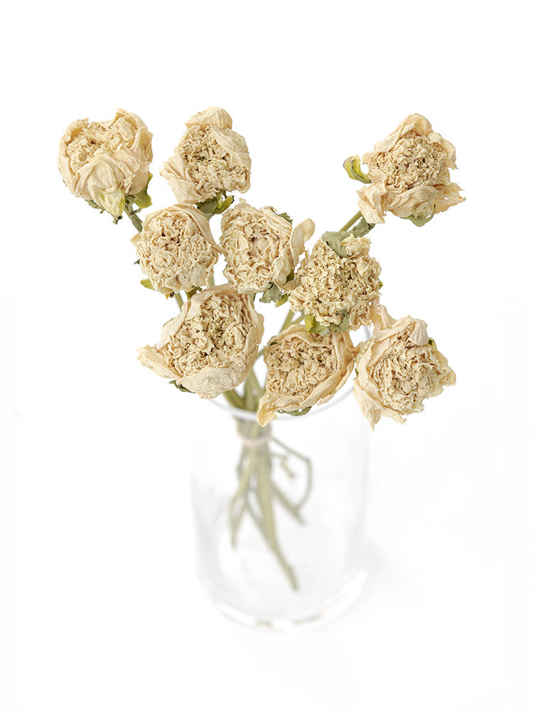 【ドライ】シャクヤク　氷点の全体写真のアップ